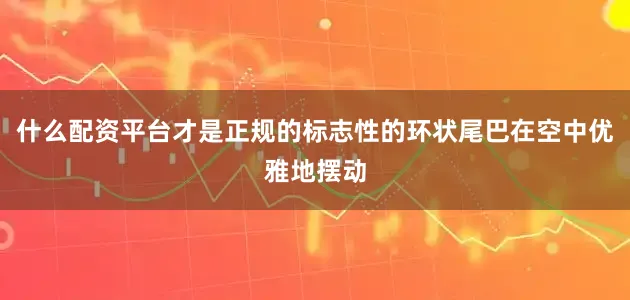 什么配资平台才是正规的标志性的环状尾巴在空中优雅地摆动